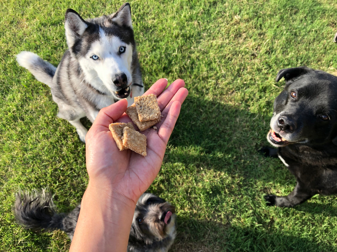 How often should I give my dog some treats?